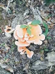Fungi