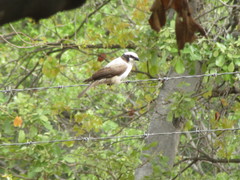 Eurocephalus anguitimens