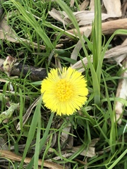 Tussilago farfara