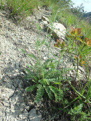 Tanacetum poteriifolium