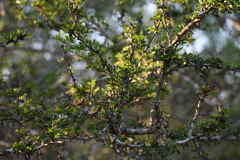 Vachellia rigidula