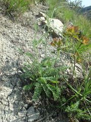 Tanacetum poteriifolium