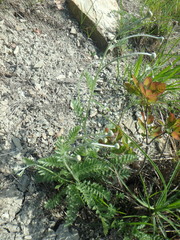 Tanacetum poteriifolium