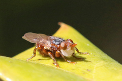 Myopa testacea