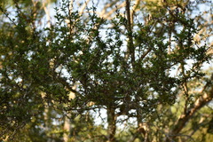 Vachellia rigidula