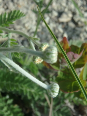 Tanacetum poteriifolium