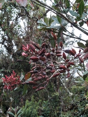 Cinchona anderssonii