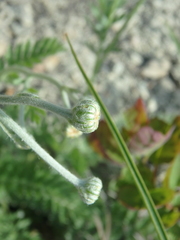 Tanacetum poteriifolium