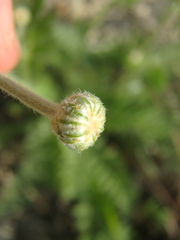 Tanacetum poteriifolium