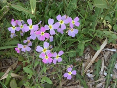 Malcolmia