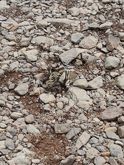 Papilio glaucus