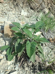 Salvia ringens