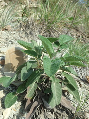 Salvia ringens
