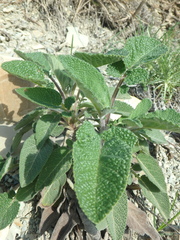 Salvia ringens