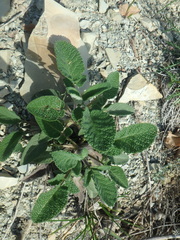 Salvia ringens