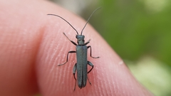 Oedemera vilis
