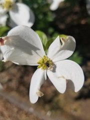 Anthrenus scrophulariae
