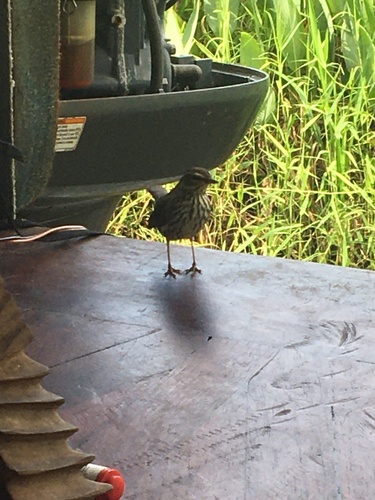 Parkesia noveboracensis image