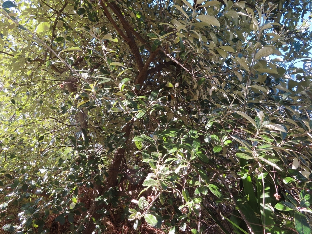 Brachylaena discolor, Shady Glen Somerset West, Cape Town, South Africa
