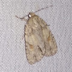 Acronicta exilis