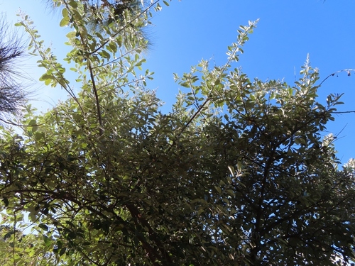 Brachylaena discolor