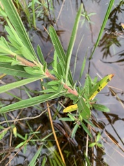 Ludwigia pilosa