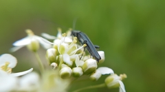 Oedemera vilis