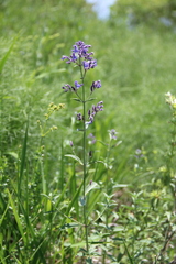 Nepeta cyanea