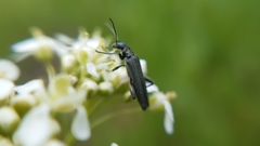 Oedemera vilis