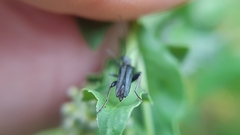 Oedemera vilis