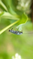 Oedemera vilis