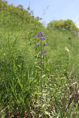 Nepeta cyanea