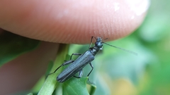 Oedemera vilis