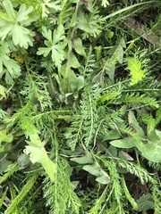 Achillea millefolium