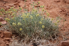 Oreocarya confertiflora