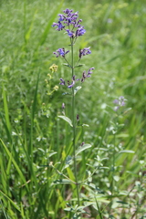 Nepeta cyanea