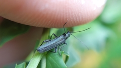 Oedemera vilis