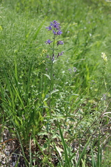 Nepeta cyanea