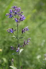 Nepeta cyanea