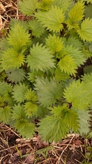 Urtica dioica