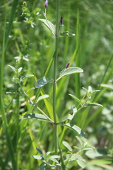 Nepeta cyanea