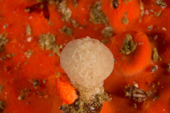 Aplidium circulatum