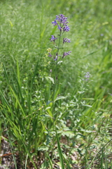 Nepeta cyanea