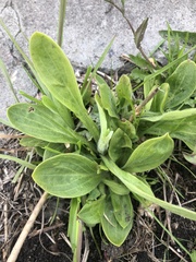 Silene latifolia alba