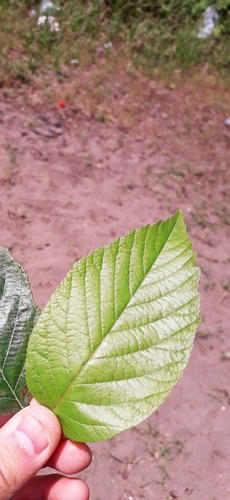Alnus subcordata, photograph 2