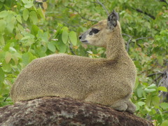 Oreotragus oreotragus transvaalensis