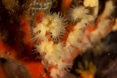 Parazoanthus capensis