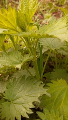 Urtica dioica