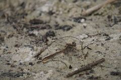 Phanogomphus minutus