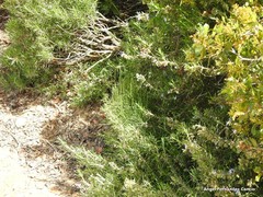 Ephedra fragilis fragilis